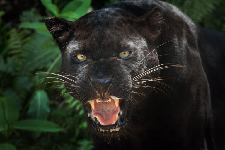 black panther