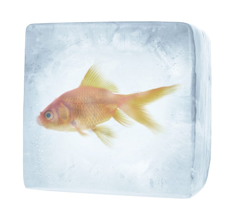 Frozen Goldfish
