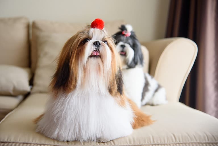 Cute shih tzu is sitting at the sofa