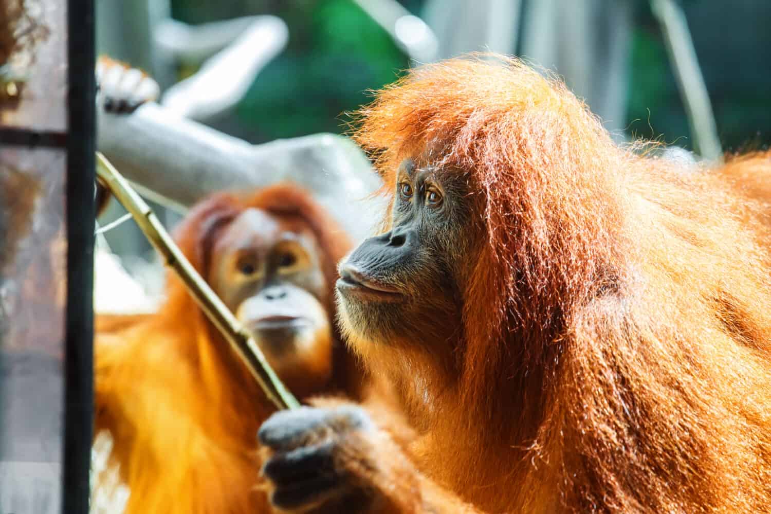 Tool use is one orangutan behavior that shows their mechanical intelligence,