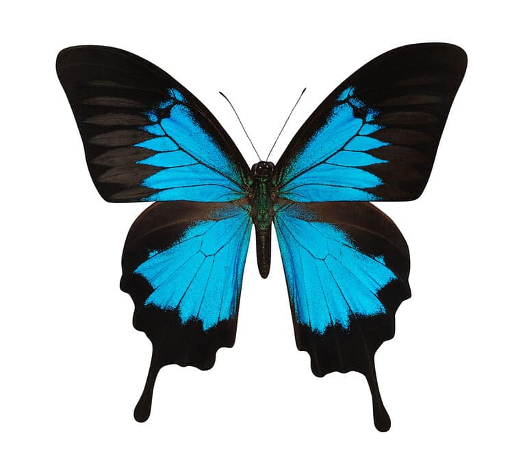 Ulysses Butterfly