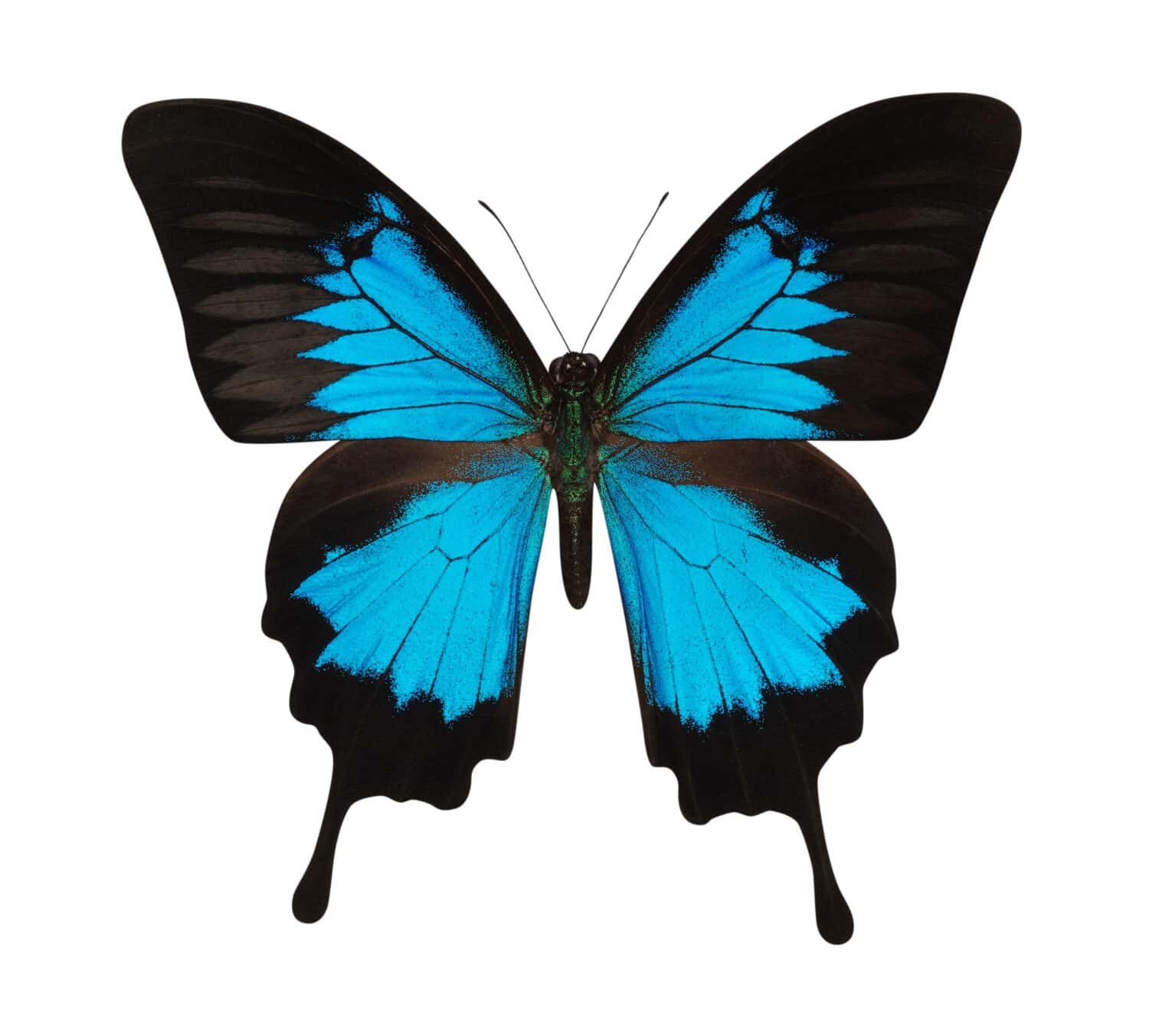 Ulysses-Butterfly