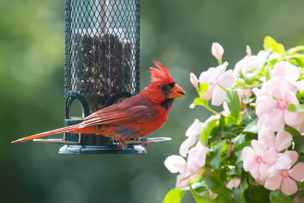 Male Northern Cardinal by a Bird Feeder