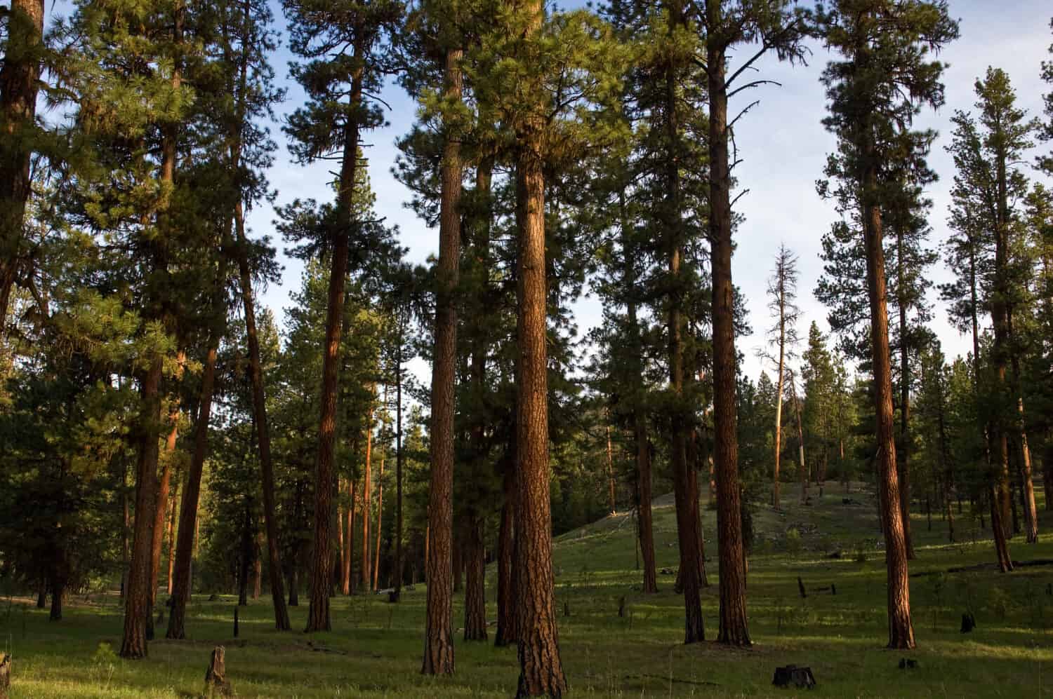Tall, stately Ponderosa Pine trees showing the red rough bark they are known for in an open forest setting