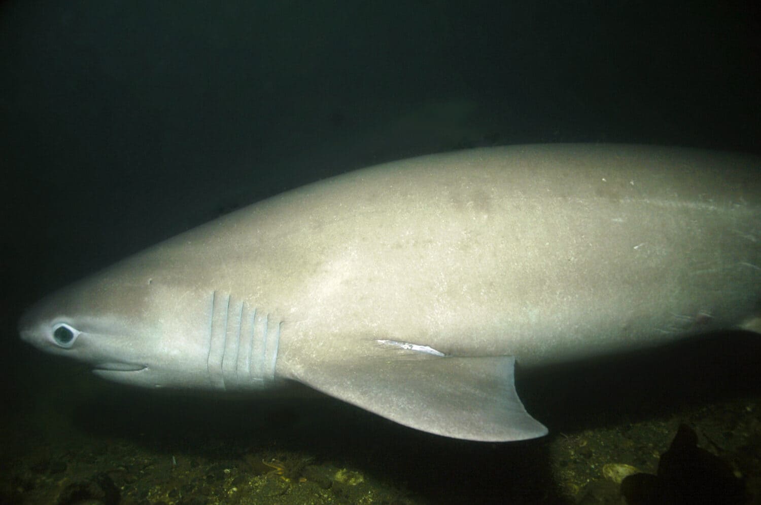 A rare sighting of a six gill shark.