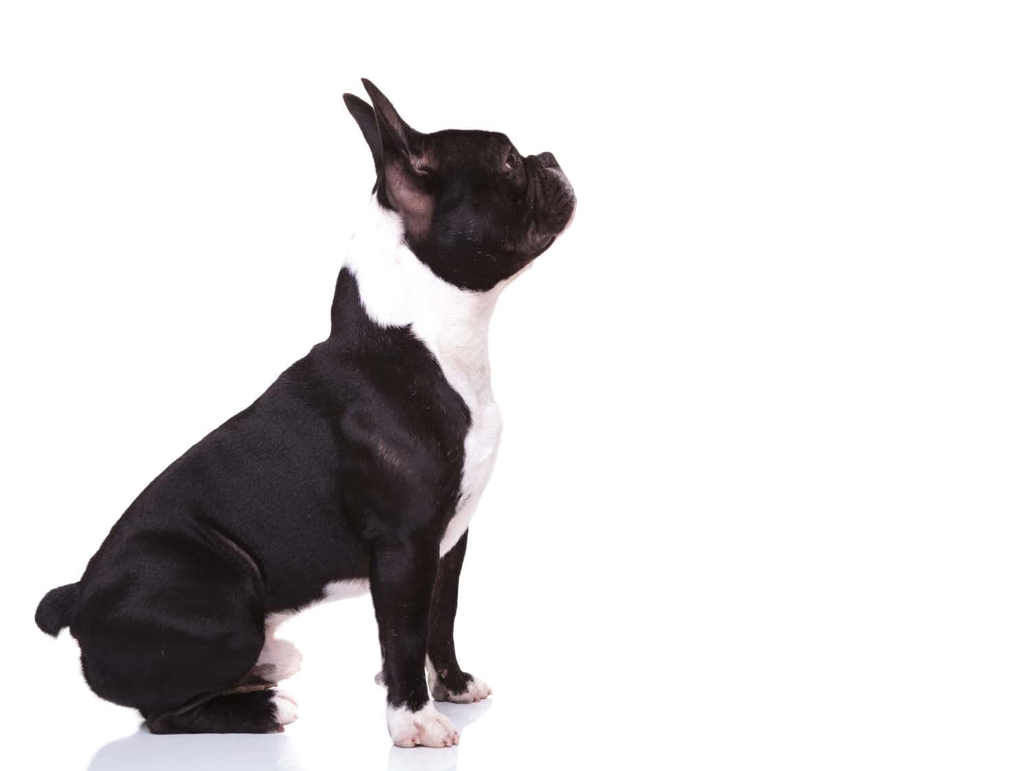 side view of a curious french bulldog puppy dog looking up to something, isolated on white background
