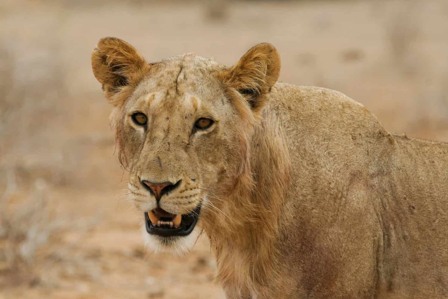 Portrait of maneless lion of Tsavo National Park, Kenya