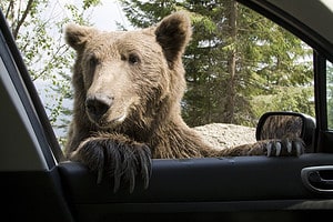 See a Bear Yank Out a Car Window To Grab Snacks Inside for Her Little Cubs Picture