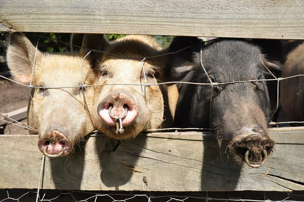 Three pigs (swine) in a holding pen looking out at the world.