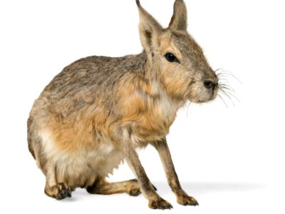 Patagonian Cavy Picture