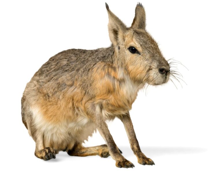 Patagonian Cavy - Isolated