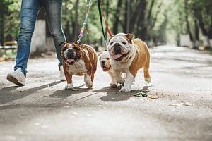 41 Clever and Amazing Bulldog Names Picture