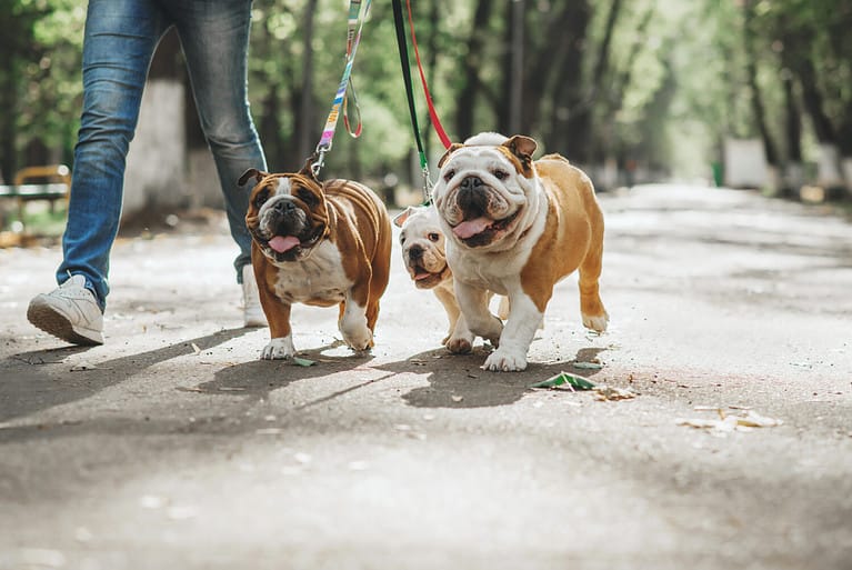 Three English bulldog on a leash