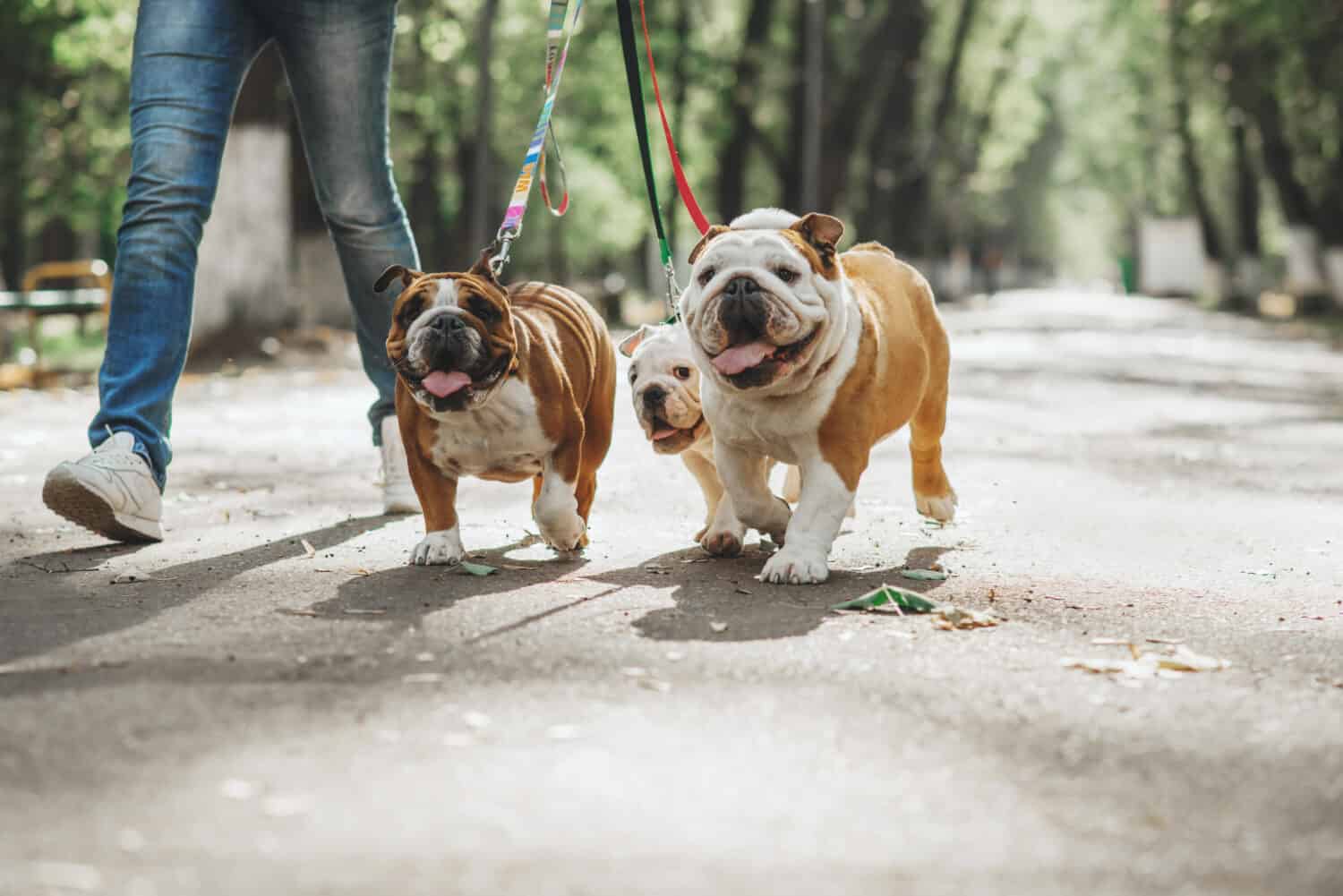 Three English bulldog on a leash