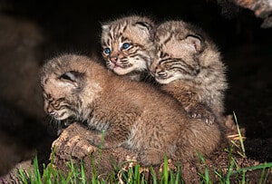 Family Adopts Bengal Kittens Only to Find Out They’re Wild Bobcats Picture