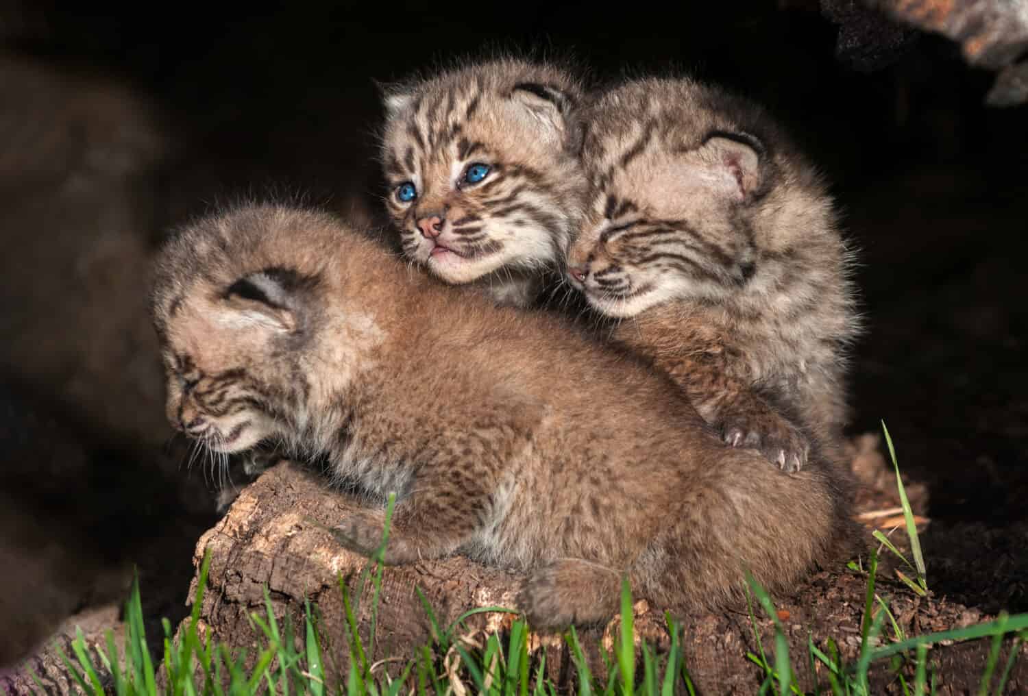 Three Bobcat Kittens (Lynx rufus) - captive animals