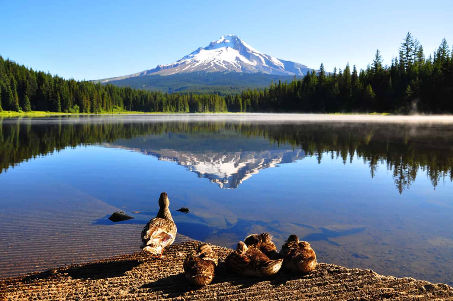 Ducks' family at Trillium Lake, Oregon, U.S.A.