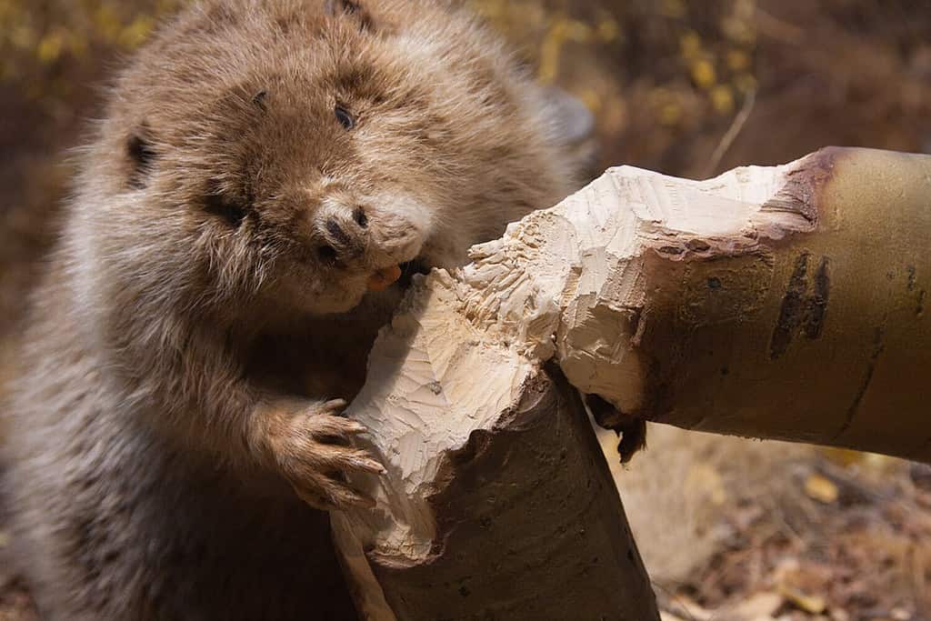 a beaver is cutting a tree to build a dam