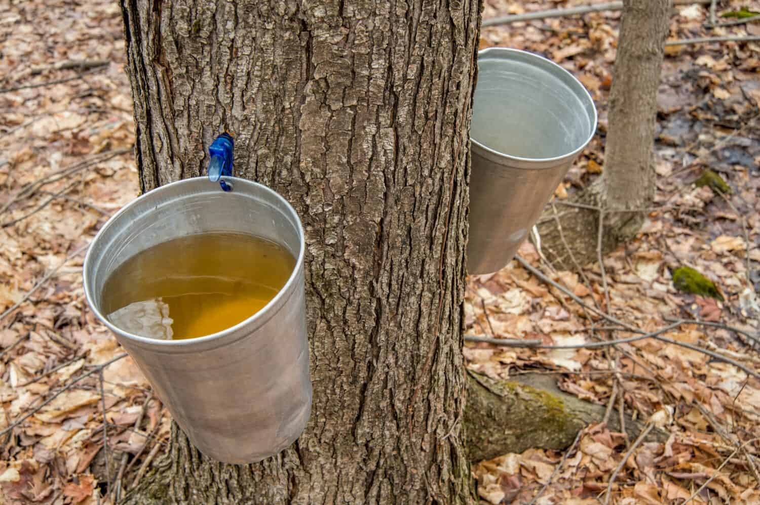 Pail used to collect sap of maple trees to produce maple syrup in Quebec.
