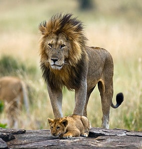 Tiny Lion Cub Tries Showing Affection to Its Father Who Begrudgingly Allows It Picture