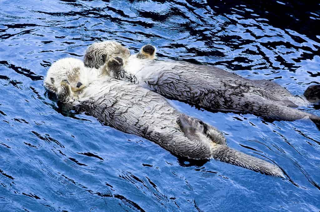 cute sea otter holding each other's hand