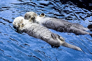 Discover Why Sea Otters Hold Hands While They Sleep Picture