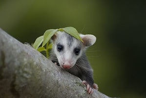 How Big Do Opossums Get? See Their Size Versus Other Critters Picture