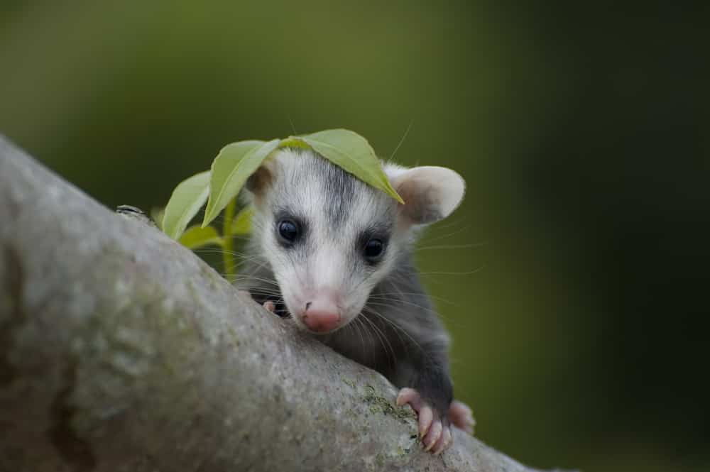 Opossum Baby