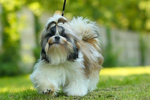 How Smart Are Shih Tzus? Everything We Know About Their Intelligence photo