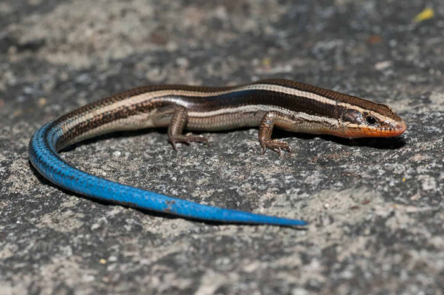 A western skink found in the Laguna Mountains of Southern California. 