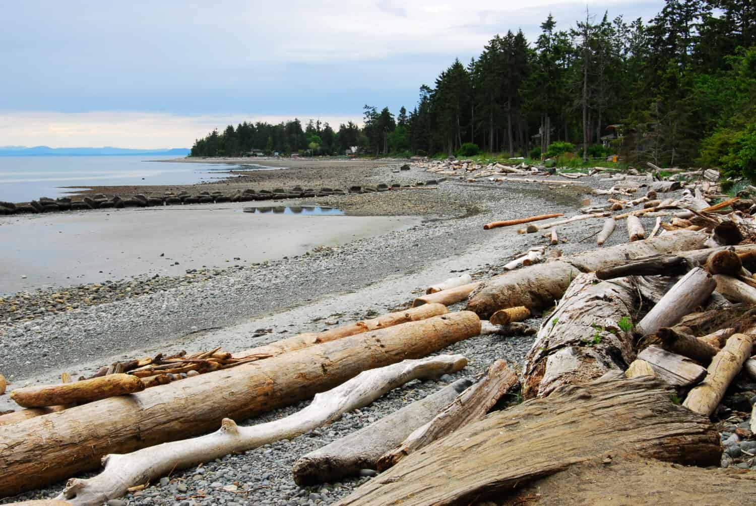 Logs on the peaceful qualicum beach, vancouver island, british columbia, canada