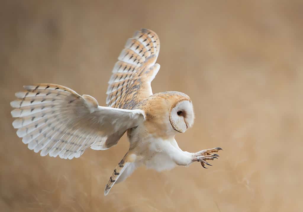 Barn owl in flight before attack, clean background, Czech Republic