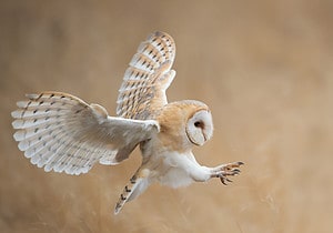 Dreaming of Owls: Discover the Spiritual Meaning and Interpretation Picture