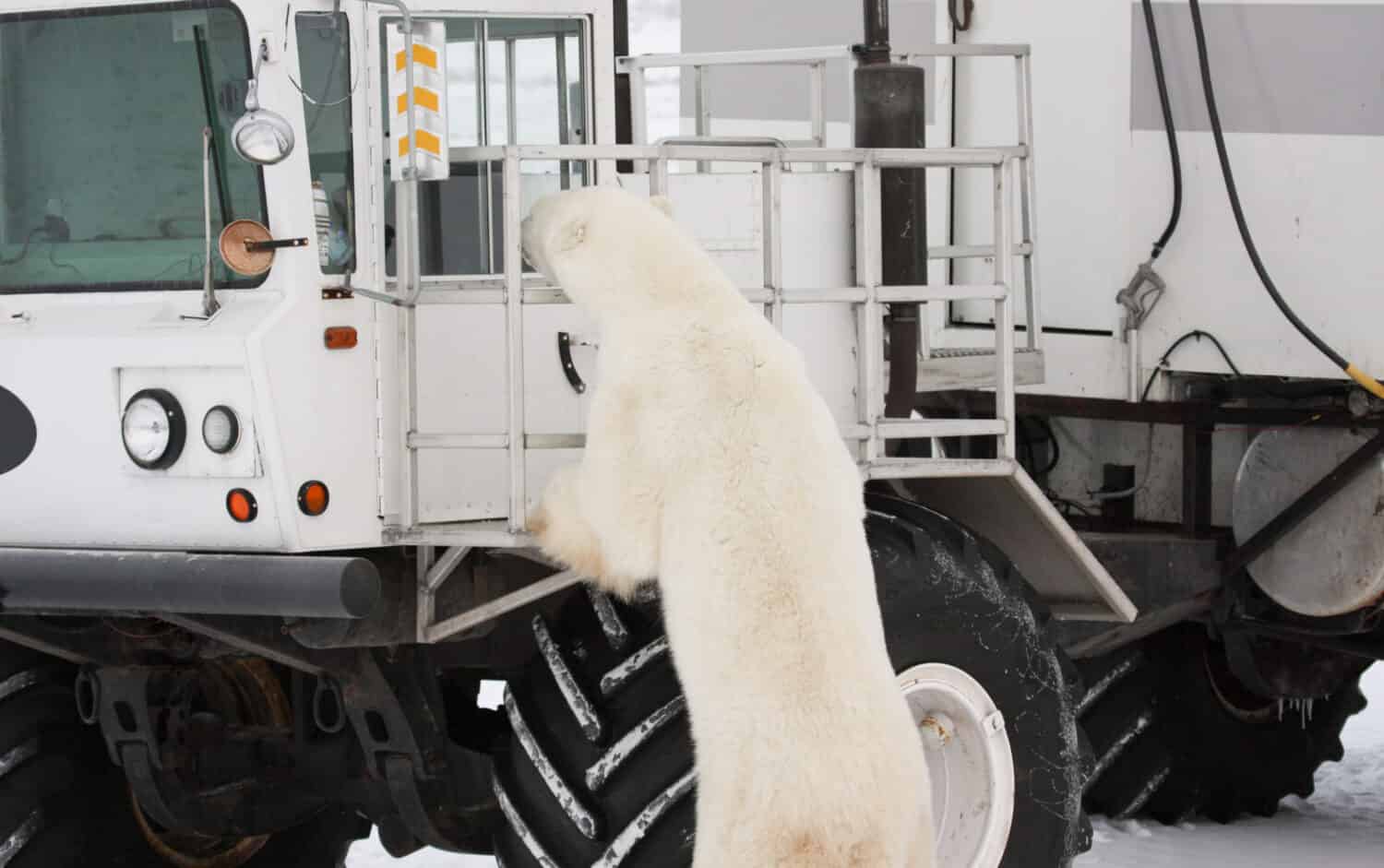 Curious adult polar bear sniffing around a tundra buggy.
