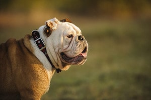 Bulldog Prices in 2024: Purchase Cost, Vet Bills, and More! Picture
