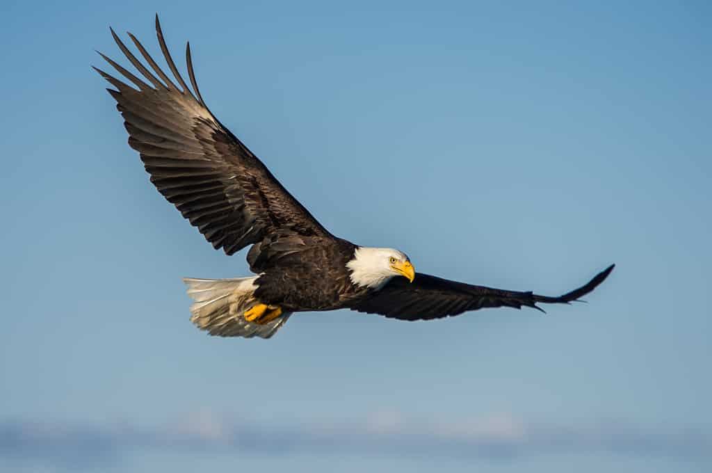 american bald eagle soaring against clear blue sky