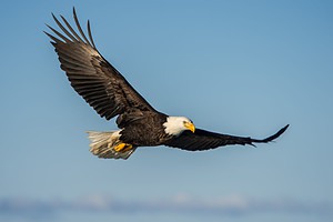 Discover How the Bald Eagle Escaped Extinction photo