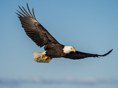 A Discover How the Bald Eagle Escaped Extinction