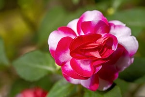 11 Flowers That Look Like Roses and How to Identify Each Picture