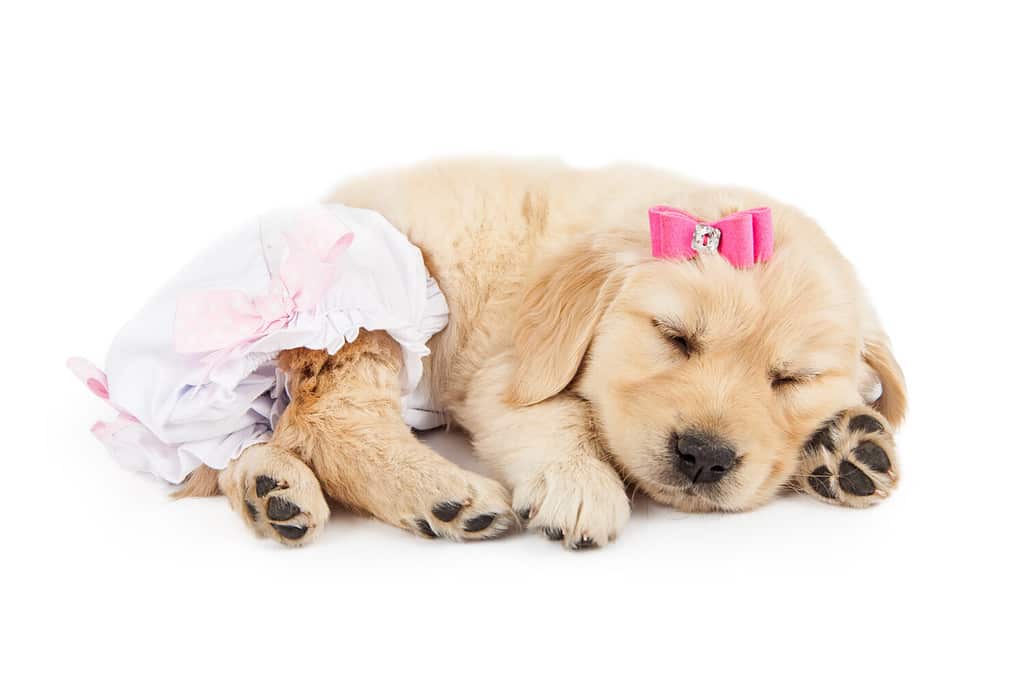Funny photo of cute little Golden Retriever puppy dog wearing pink bow and diaper romper