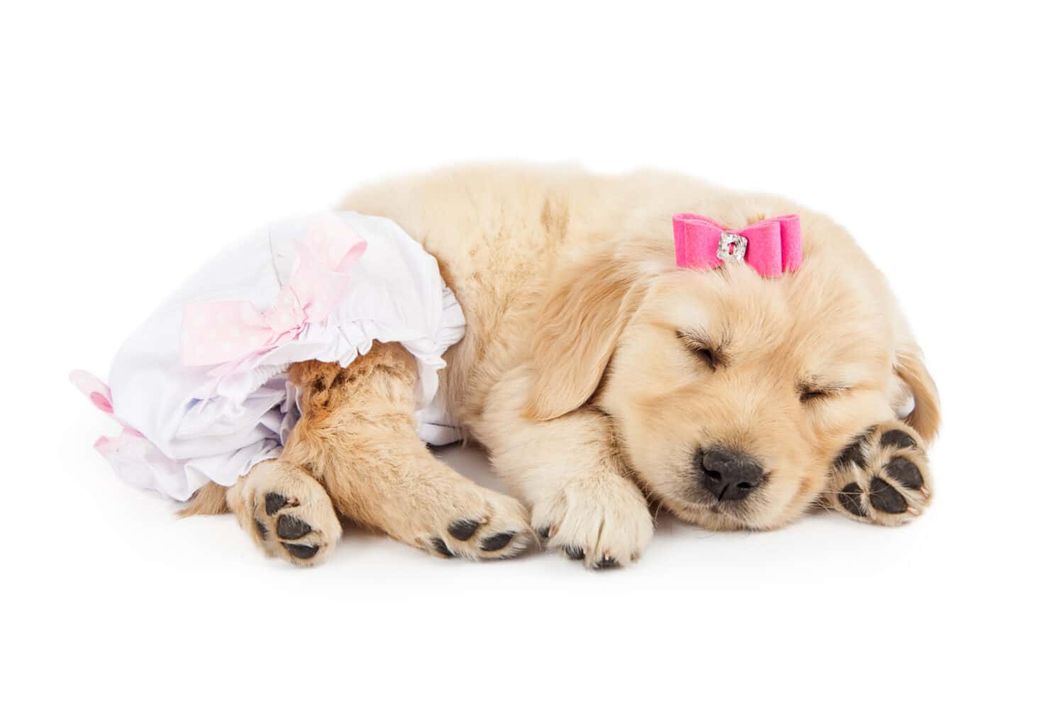 Funny photo of cute little Golden Retriever puppy dog wearing pink bow and diaper romper
