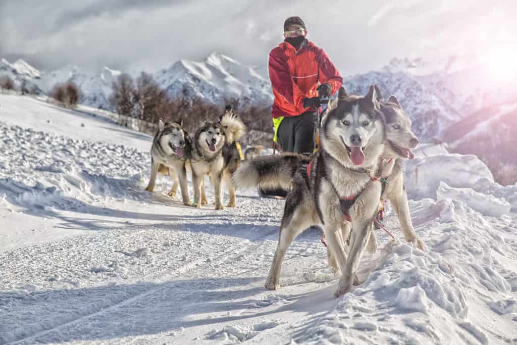 Sled dog racing alaskan malamute snow winter competition race