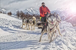 The 14 Top Dog Sled Races in the World Picture