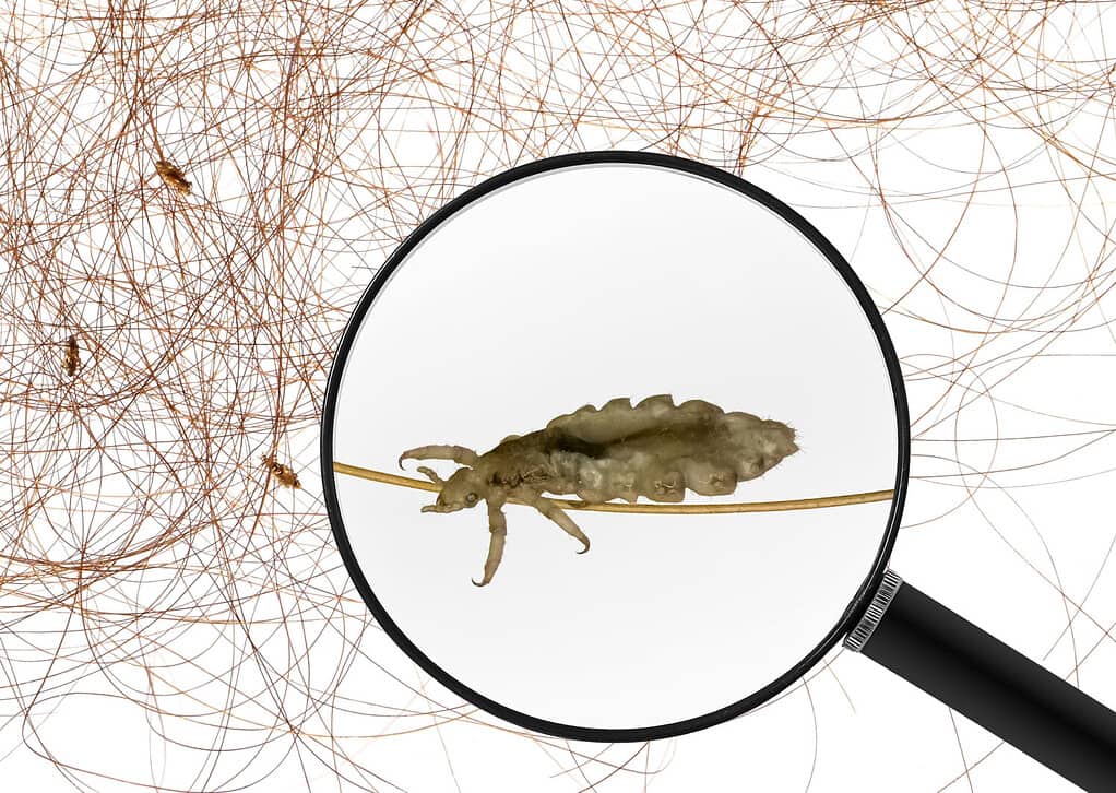 Head lice (louse) - view through a magnifying glass and human hair with head lice (louse). Macro. All objects Isolated on a white background.