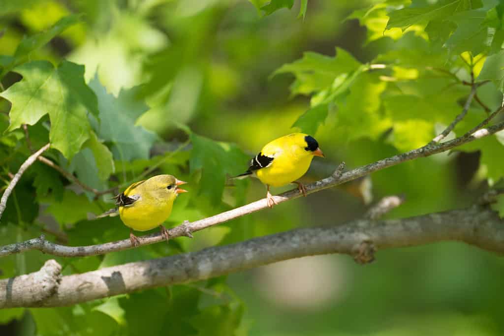 Female and male American goldfinch perched on a branch in spring