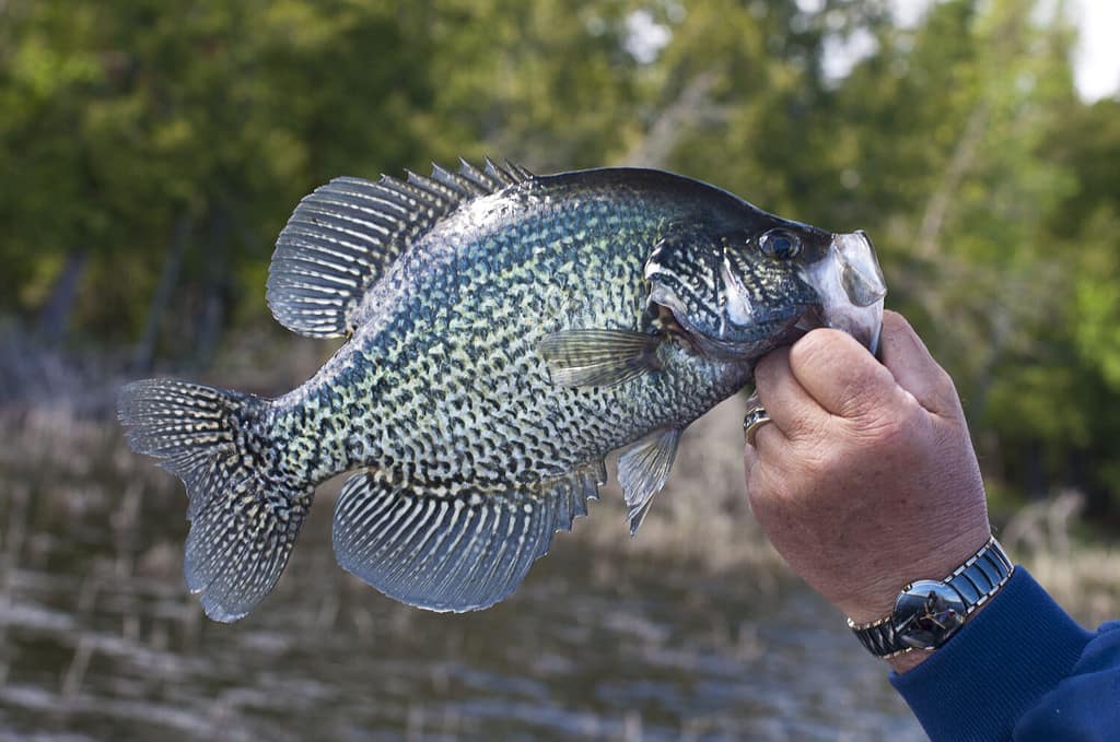 Black Crappie Fishing