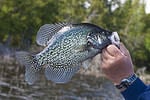 Black crappie