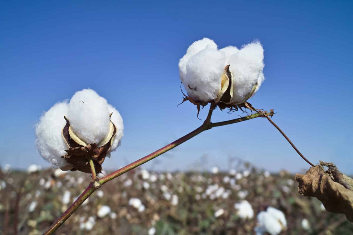 Cotton field in China