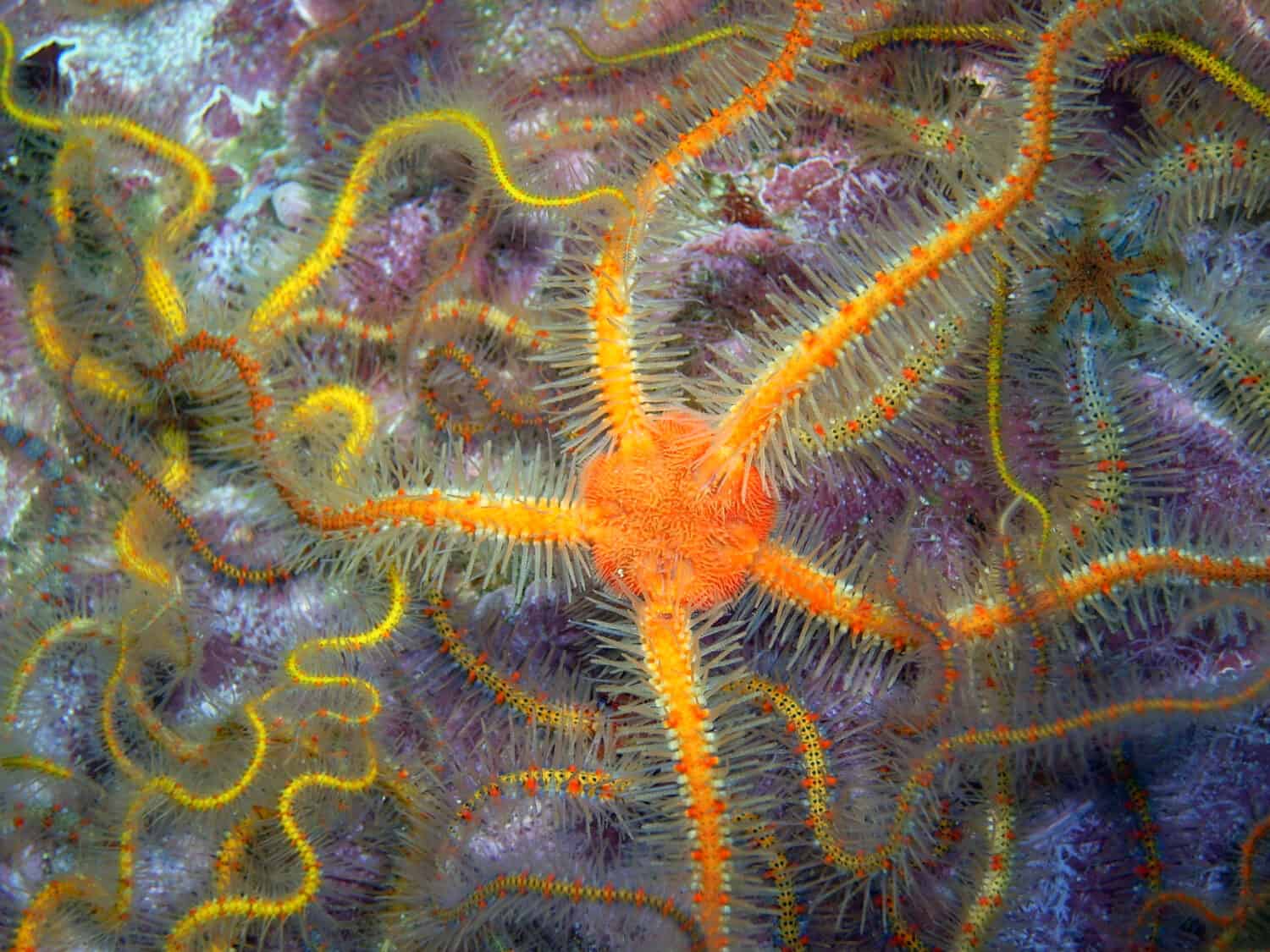 new brittle star species: over 2,100 already exist!