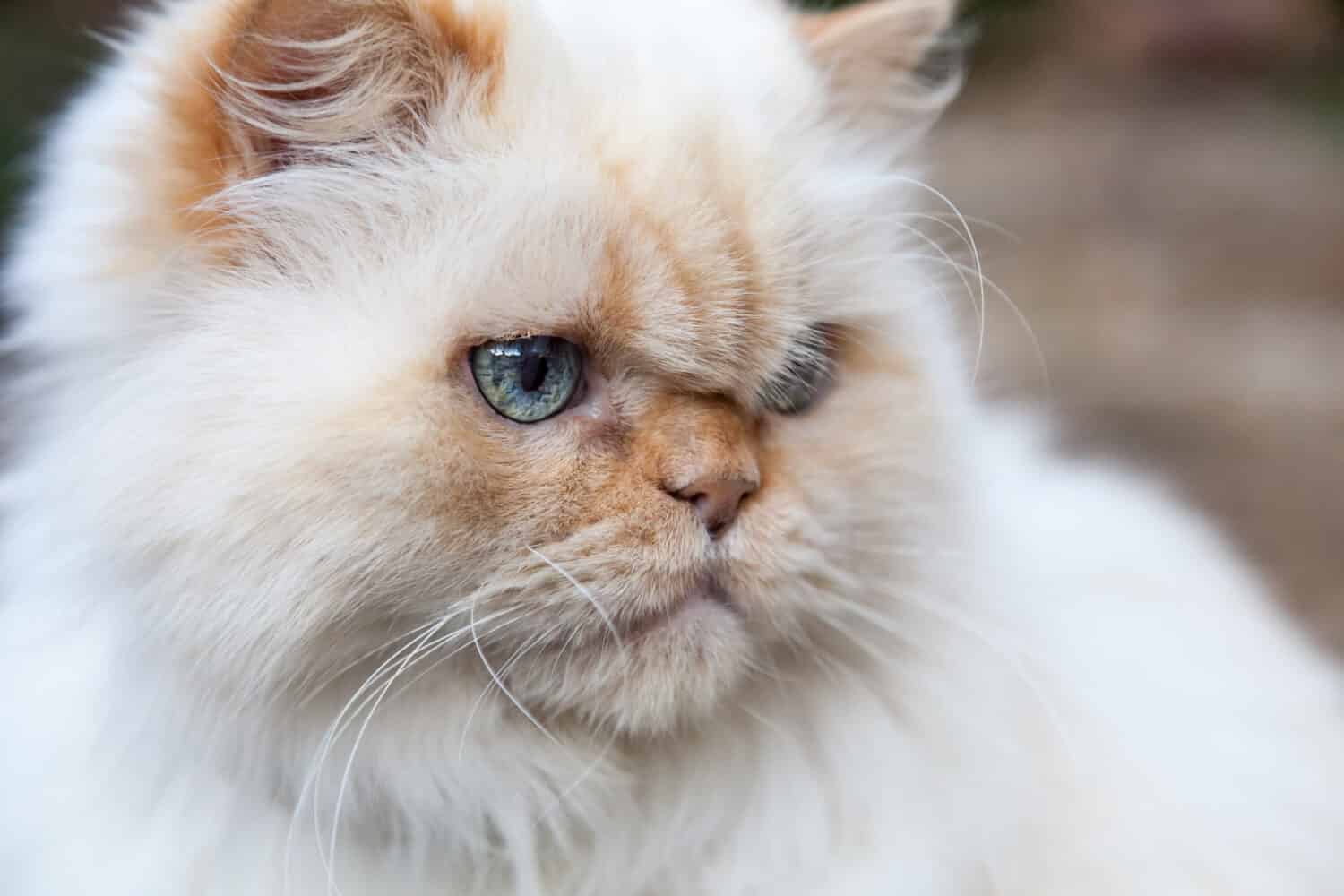 Himalayan cat close up of face and blue eyes. White fur with orange flame points. Selective focus with background blur